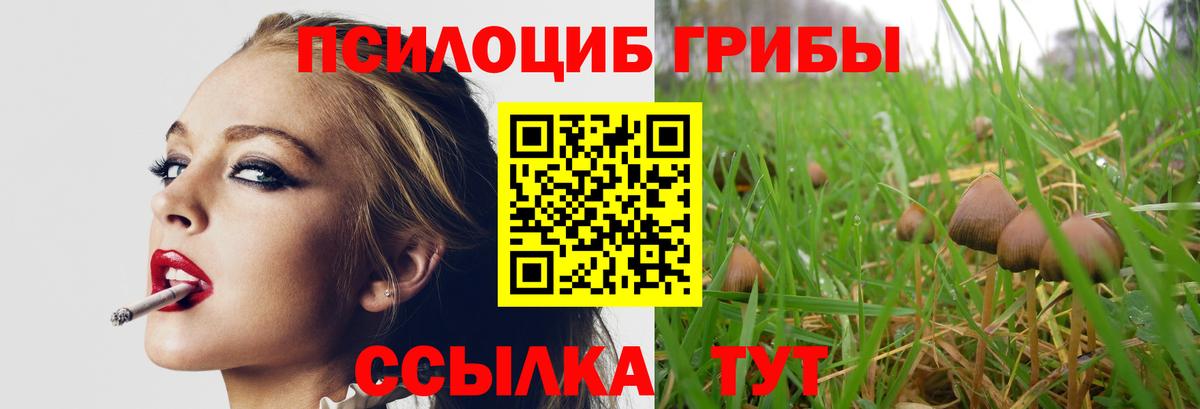 где продают   Вход с VPN  Галлюциногенные грибы Psilocybine cubensis  Сокол  Псилоцибиновые грибы Psilocybe 
